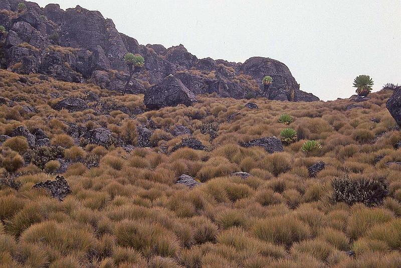 WT 1400 214-32 Kenya.jpg